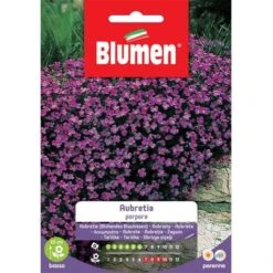 Blumen Aubretia Porpora