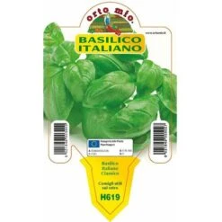 Basilico Italiano Classico Gemma - 1 Pianta V.10 Cm - Orto Mio