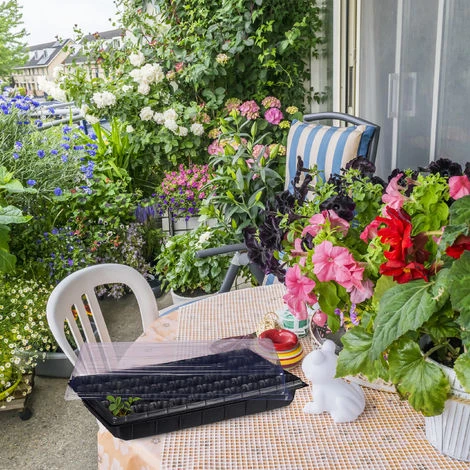 Relaxdays Mini Serra Da Interni 50 Piante, Con Coperchio, Mini Semenzaio, Da Balcone, Per Germinazione 5 X 55,5 Cm, Nero 2 Relaxdays Mini Serra Da Interni 50 Piante, Con Coperchio, Mini Semenzaio, Da Balcone, Per Germinazione 5 X 55,5 Cm, Nero - immagine 2