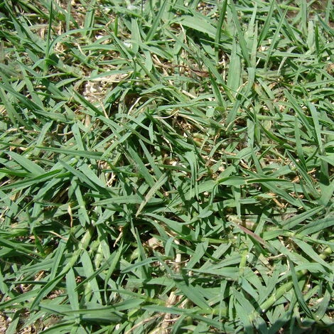 Cynodon Dactylon (Semente) 1 Cynodon Dactylon (Semente)