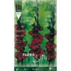 GLADIOLI A FIORI GRANDI BACK STAR CONFEZIONE DA 10 BULBI PRIMAVERILI BULBS