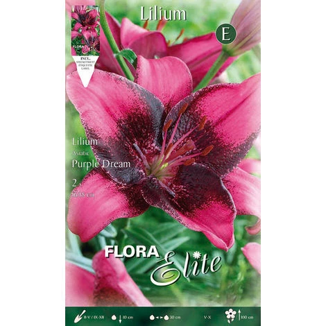 BULBI PRIMAVERILI LILIUM ASIATIC PURPLE DREAM CONFEZIONE DA 2 BULBI BULBS 1 BULBI PRIMAVERILI LILIUM ASIATIC PURPLE DREAM CONFEZIONE DA 2 BULBI BULBS