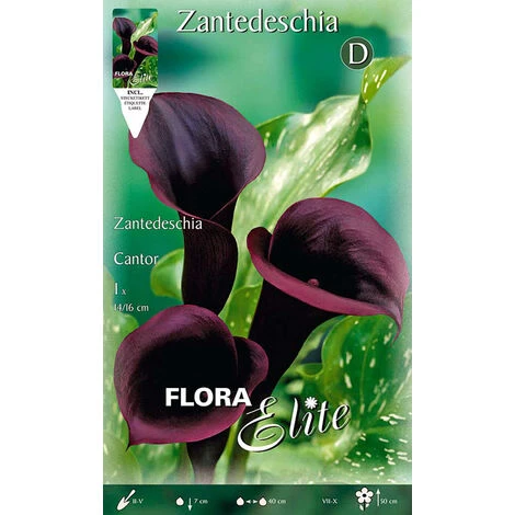 BULBI PRIMAVERILI CALLA ZANTEDESCHIA CANTOR CONFEZIONE DA 1 BULBO BULBS 1 BULBI PRIMAVERILI CALLA ZANTEDESCHIA CANTOR CONFEZIONE DA 1 BULBO BULBS
