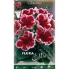 BULBI PRIMAVERILI GLOXINIA KAISER FRIEDRICH CONFEZIONE DA 1 BULBO BULBS