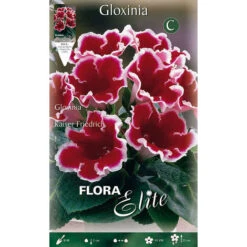 BULBI PRIMAVERILI GLOXINIA KAISER FRIEDRICH CONFEZIONE DA 1 BULBO BULBS