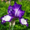 Iris Germanica Blue And White