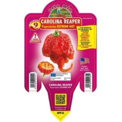 Peperoncino Piccante &8220Carolina Reaper&8221 - Ø 14 Cm