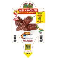 Peperoncino Piccante "Naga Morich Chocolate"