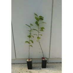 PIANTA CARPINO NERO CON TARTUFO NERO UNCINATO (T. UNCINATUM) (foto Reali)