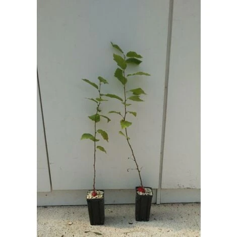 PIANTA CARPINO NERO CON TARTUFO NERO UNCINATO (T. UNCINATUM) (foto Reali) 1 PIANTA CARPINO NERO CON TARTUFO NERO UNCINATO (T. UNCINATUM) (foto Reali)