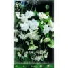 BULBI PRIMAVERILI BEGONIA PENDULA BIANCO (CONFEZIONE DA 3 BULBI) BULBS BULBES