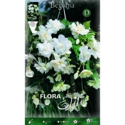 BULBI PRIMAVERILI BEGONIA PENDULA BIANCO (CONFEZIONE DA 3 BULBI) BULBS BULBES