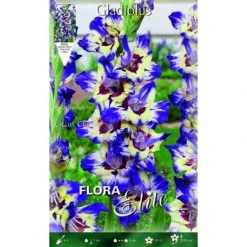 BULBI PRIMAVERILI GLADIOLI A FIORI GRANDI CIRCUS CLUB CONFEZIONE DA 10 BULBI BULBS