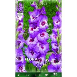 BULBI PRIMAVERILI GLADIOLI A FIORI GRANDI ELVIVE CONFEZIONE DA 10 BULBI BULBS
