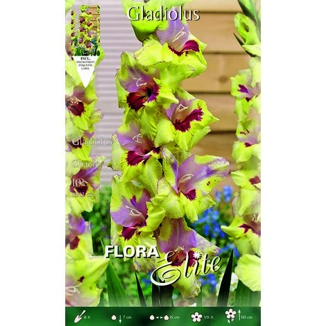 BULBI PRIMAVERILI GLADIOLI A FIORI GRANDI ORACLE CONFEZIONE DA 10 BULBI BULBS 1 BULBI PRIMAVERILI GLADIOLI A FIORI GRANDI ORACLE CONFEZIONE DA 10 BULBI BULBS