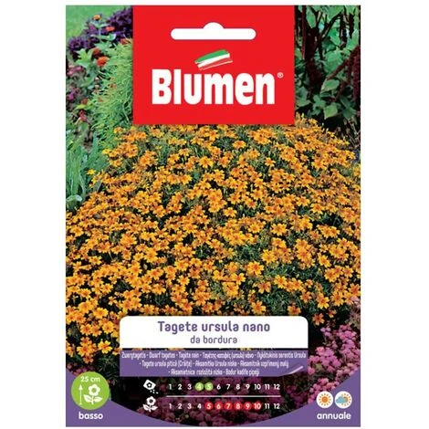 SEMI TAGETE URSULA NANO DA BORDURA BLUMENA SEMENTI FIORI 1 SEMI TAGETE URSULA NANO DA BORDURA BLUMENA SEMENTI FIORI