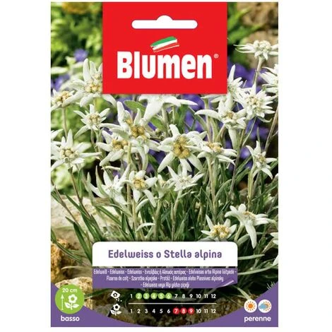 SEMI EDELWEISS O STELLA ALPINA BLUMEN 1 SEMI EDELWEISS O STELLA ALPINA BLUMEN