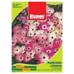 SEMENTI DI SET TEMBRINO MESEMBRIANTEMO Giardino Semi Fiori Aiuole Blumen
