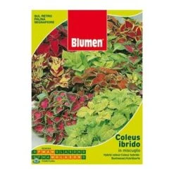 SEMENTI DI COLEUS HYBRIDUS IN MISCUGLIO Giardino Semi Fiori Seeds Aiuole Blumen