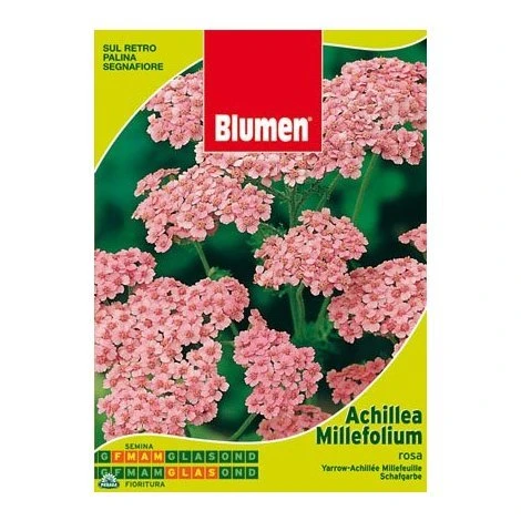 SEMENTI DI ACHILLEA MILLEFOLIUM ROSA Giardino Semi Seeds Fiori Aiuole Blumen 1 SEMENTI DI ACHILLEA MILLEFOLIUM ROSA Giardino Semi Seeds Fiori Aiuole Blumen