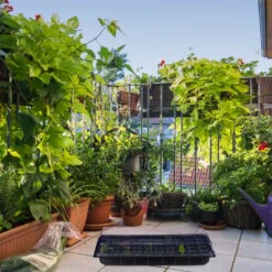 Relaxdays Semenzaio, Kit 3 Vaschette, Mini Serra Per Germinazione Su Balcone, Finestra, 50 Celle, HLP: 12x56x29 Cm, Nero -Vendite VIDAXL 36491761 3