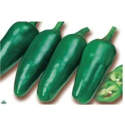 1 PIANTA IN VASO Ø 14CM DI PEPERONCINO PICCANTE JALAPENO ORTOMIO