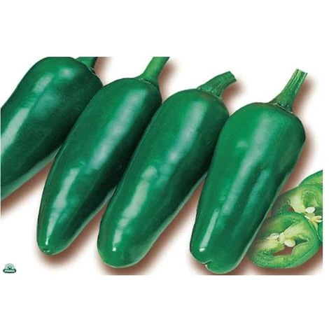 1 PIANTA IN VASO Ø 14CM DI PEPERONCINO PICCANTE JALAPENO ORTOMIO 1 1 PIANTA IN VASO Ø 14CM DI PEPERONCINO PICCANTE JALAPENO ORTOMIO