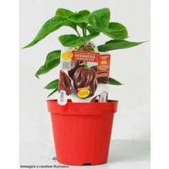 1 PIANTA IN VASO Ø 14CM DI PEPERONCINO PICCANTE JALAPENO ORTOMIO 6 1 PIANTA IN VASO Ø 14CM DI PEPERONCINO PICCANTE JALAPENO ORTOMIO -Vendite VIDAXL 4698955 3