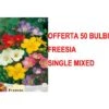 OFFERTA 50 BULBI AUTUNNALI FREESIA SINGLE MIXED BULBS BULBES