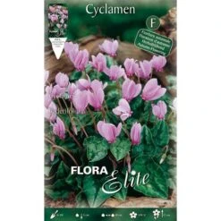 CICLAMINO CYCLAMEN HEDERIFOLIUM CONFEZIONE DA 3 BULBI BULBS BULBES