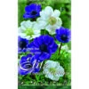 BULBI AUTUNNALI ANEMONE DE CAEN MIX BLU E WHITE CONFEZIONE 30 BULBI BULBS BULBES