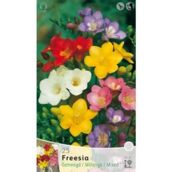 BULBI PRIMAVERILI FREESIA SINGLE MIXED CONFEZIONE DA 25 BULBI BULBS BULBES