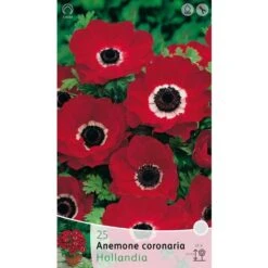 BULBI AUTUNNALI ANEMONE HOLLANDIA CONFEZIONE 20 BULBI BULBS BULBES