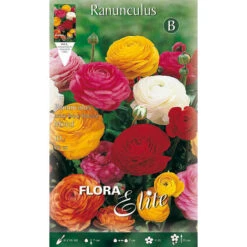 BULBI AUTUNNALI RANUNCULUS RANUNCOLI MIXED CONFEZIONE DA 10 BULBI