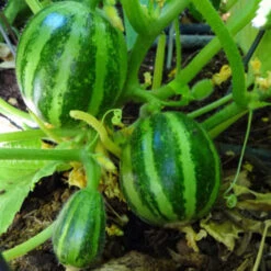 Semi Di Carosello Tondo Liscio Di Manduria Piante Per Orto E Giardino