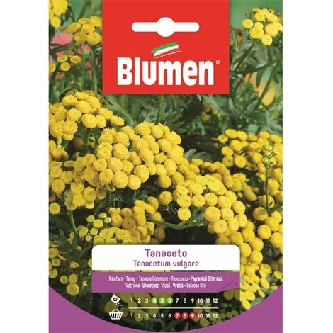 Blumen Tanaceto 1 Blumen Tanaceto