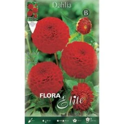BULBI PRIMAVERILI DAHLIA POMPON NESCIO CONFEZIONE DA 1 BULBO BULBS