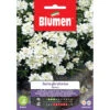 SEMI IBERIS GIBRALTARICA BIANCO BLUMEN