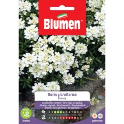 SEMI IBERIS GIBRALTARICA BIANCO BLUMEN