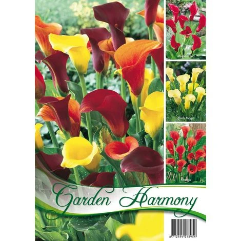 CALLA ZANTEDESCHIA COLLEZIONE ORANGE BLEND CONFEZIONE DA 3 BULBI BULBS 1 CALLA ZANTEDESCHIA COLLEZIONE ORANGE BLEND CONFEZIONE DA 3 BULBI BULBS