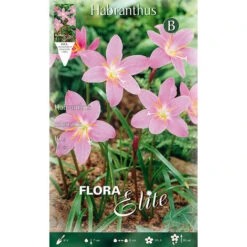 BULBI PRIMAVERILI HABRANTHUS ROBUSTUS CONFEZIONE 10 BULBI BULBS BULBES