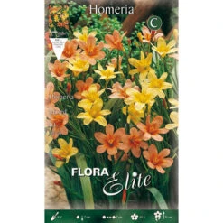 BULBI PRIMAVERILI HOMERIA IN MIX DI COLORI CONFEZIONE 10 BULBI BULBS BULBES