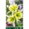 BULBI PRIMAVERILI HYMENOCALLIS ISMENE SULPHUR QUEEN CONFEZIONE 2 BULBI BULBS BULBES