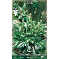 HOSTA UNDULATA MEDIOVARIEGATA CONFEZIONE DA 1 BULBO BULBI AUTUNNALI BULBS
