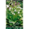 HOSTA FORTUNEI ROYAL STANDARD CONFEZIONE DA 1 BULBO BULBI AUTUNNALI BULBS