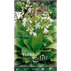 HOSTA FORTUNEI ROYAL STANDARD CONFEZIONE DA 1 BULBO BULBI AUTUNNALI BULBS