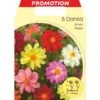DALIA UNWINN IN MIX DI COLORI CONFEZIONE DA 5 BULBI BULBS BULBES