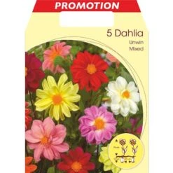 DALIA UNWINN IN MIX DI COLORI CONFEZIONE DA 5 BULBI BULBS BULBES
