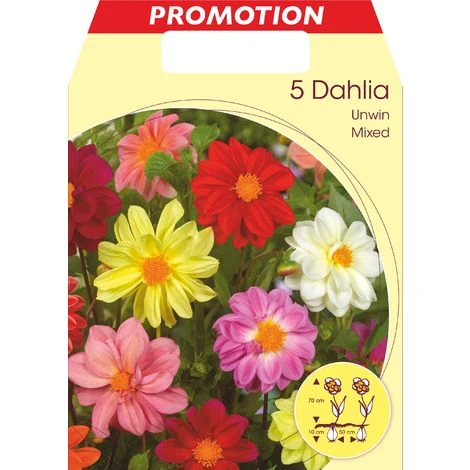 DALIA UNWINN IN MIX DI COLORI CONFEZIONE DA 5 BULBI BULBS BULBES 1 DALIA UNWINN IN MIX DI COLORI CONFEZIONE DA 5 BULBI BULBS BULBES