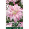 BULBI PRIMAVERILI LILIUM ORIENTAL BROKEN HEART A FIORE DOPPIO CONFEZIONE DA 2 BULBI BULBS